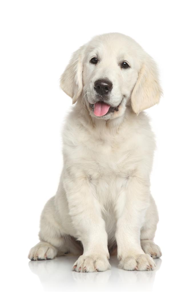 golden retriever cachorro sobre fondo blanco - Foto, Imagen