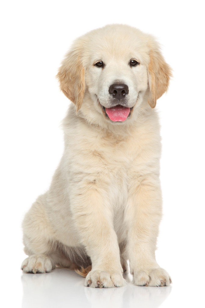 Golden Retriever cachorro - Foto, imagen