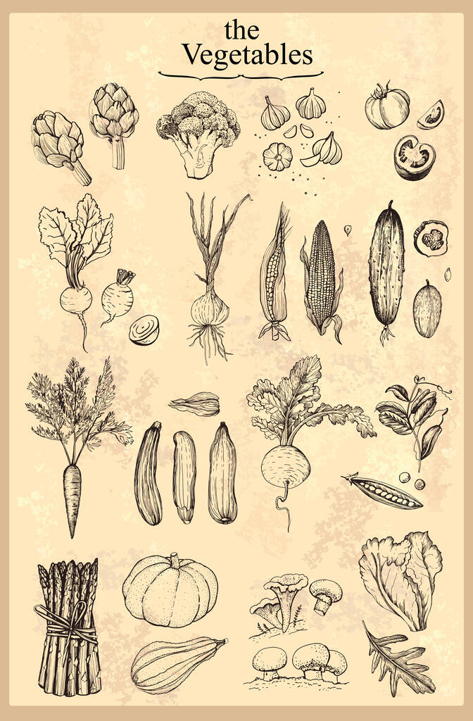Grafica vintage verdure culinarie - Vettoriali, immagini