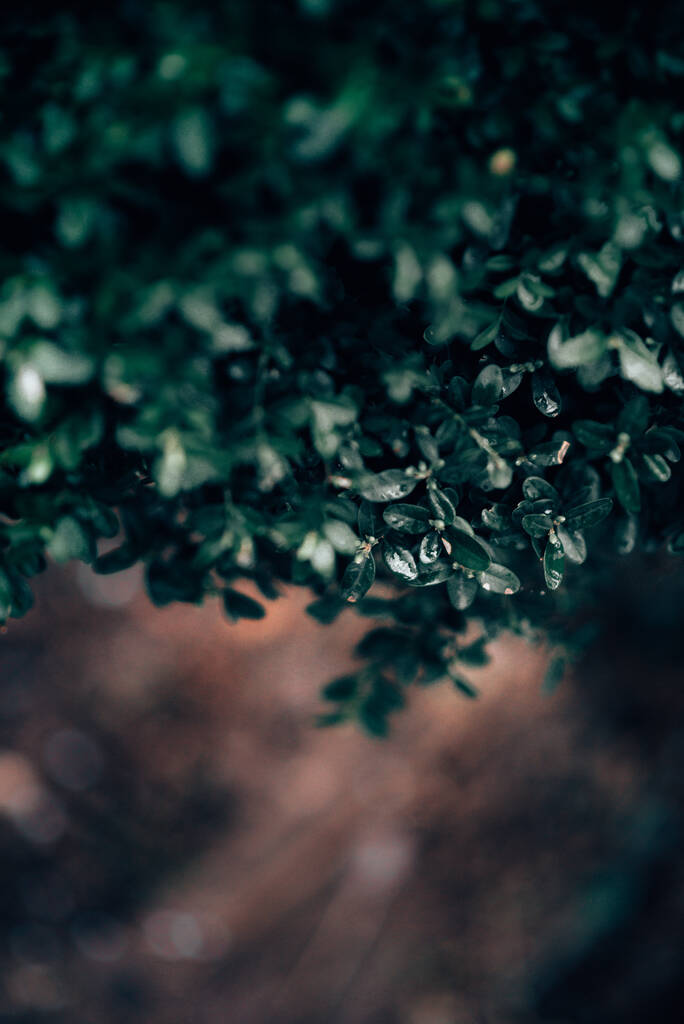Вертикальный крупный план зеленых листьев, покрытых капли росы - Фото, изображение