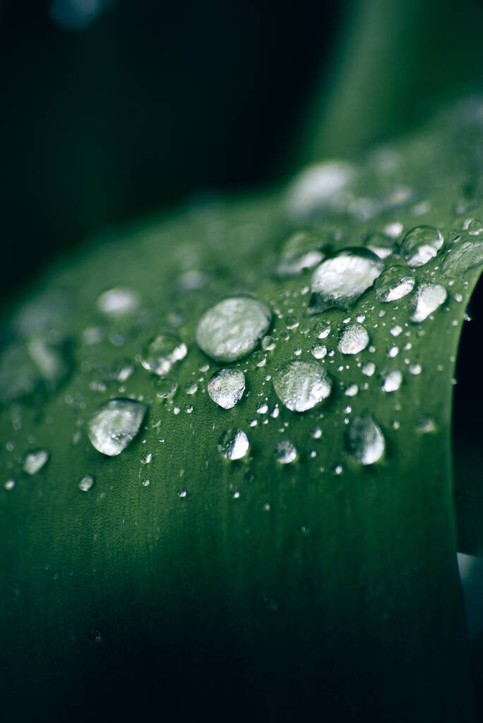 A vertical closeup shot of green leaves covered in dewdrops - Photo, Image