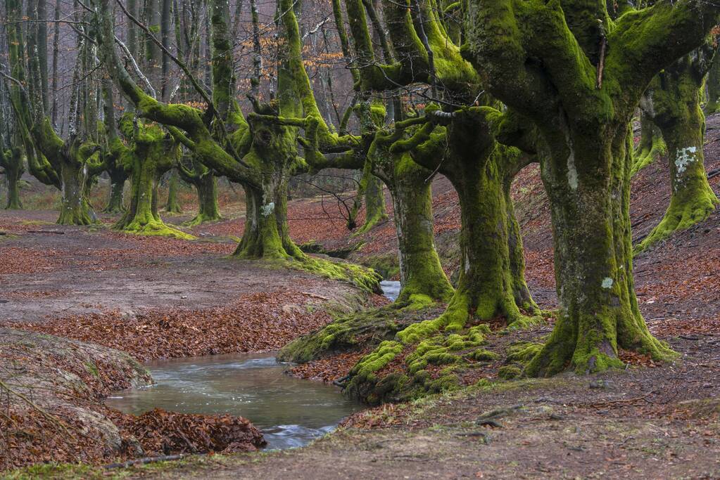 Parc Naturel de Gorbea, Parc Naturel de Gorbea, Gorbeia, Province du Pays Basque, Province de Biscaye, Espagne, Europe - Photo, image