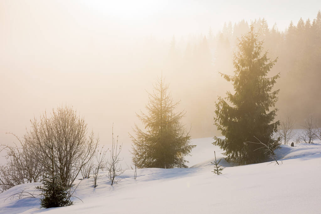 drzewo na pokrytym śniegiem wzgórzu. zimowa scena z mgłą świecącą porannym światłem. las iglasty w oddali - Zdjęcie, obraz