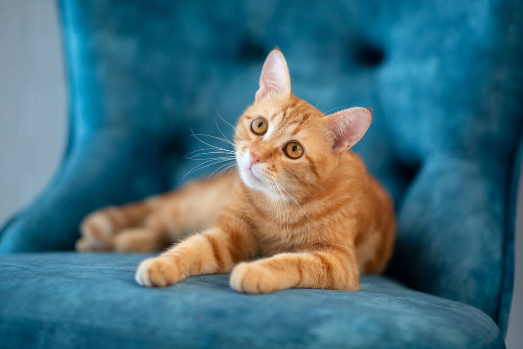 piękny młody czerwony tabby kot leżący na niebieskim krześle w domu - Zdjęcie, obraz
