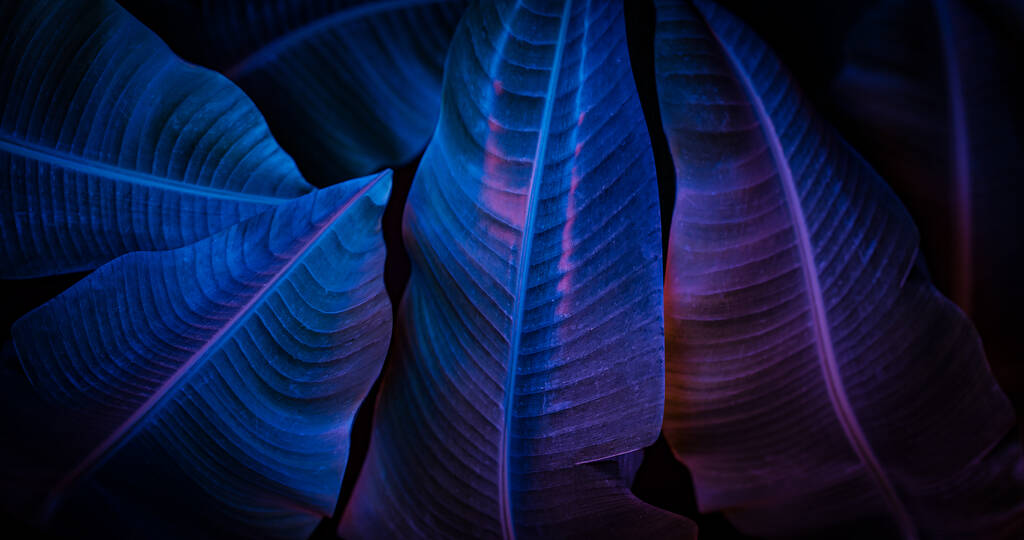 Φύλλα μπανάνας φωτισμένα με μπλε και ροζ νέον φως - 3d rendering - Φωτογραφία, εικόνα
