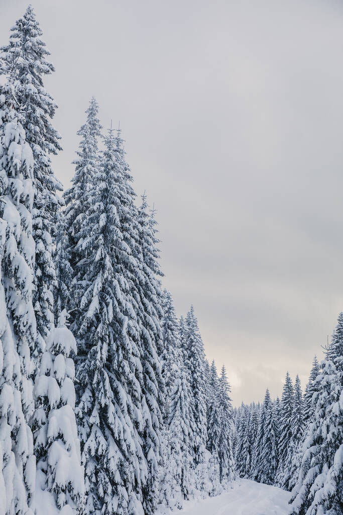 Зимний пейзаж с сосновым лесом в горах с очень большим слоем снега - Фото, изображение