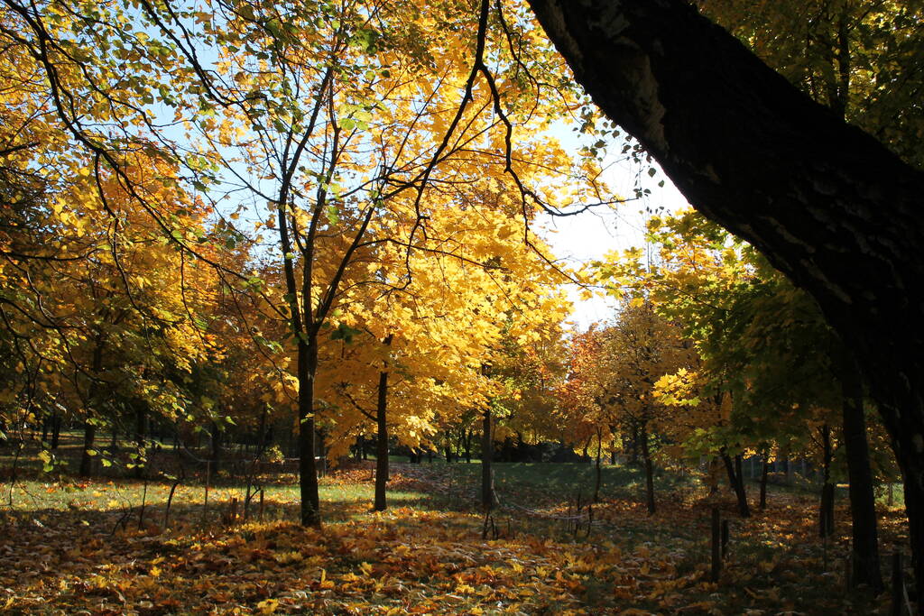 Paisaje de otoño. Arces con follaje amarillo dorado - Foto, Imagen