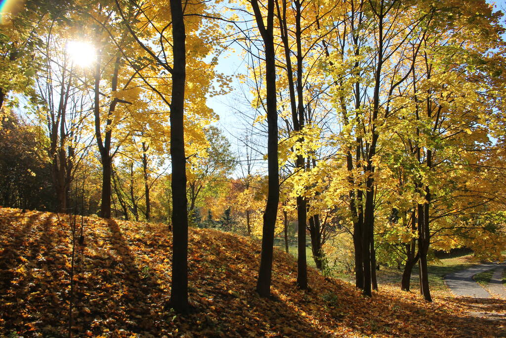 Φθινοπωρινό τοπίο Σφεντάμια με χρυσοκίτρινο φύλλωμα και ήλιο - Φωτογραφία, εικόνα