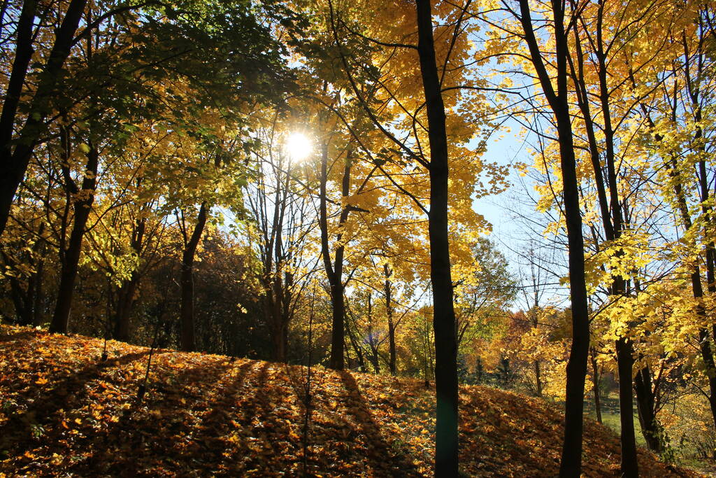 Paysage d'automne. Épinards au feuillage jaune doré et au soleil - Photo, image