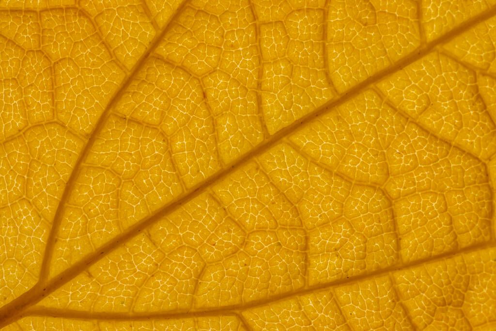 Textura de hoja de otoño amarillo. Macroplano de primer plano - Foto, Imagen