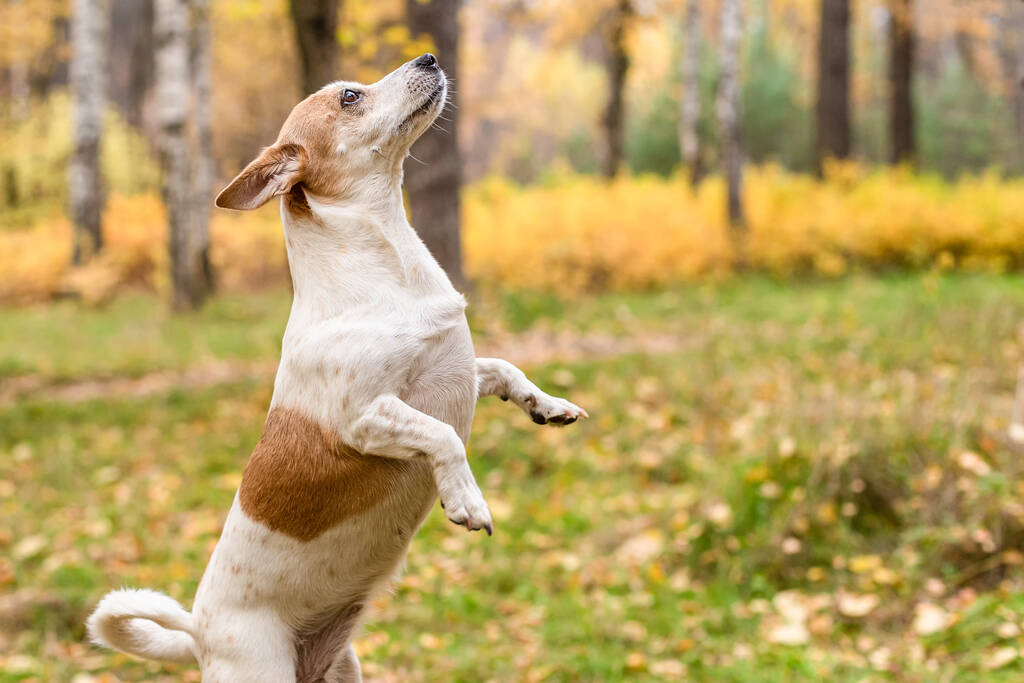 Jack Russell Terrier. Ein kleiner Hund im Park in der Natur. Haustiere. - Foto, Bild