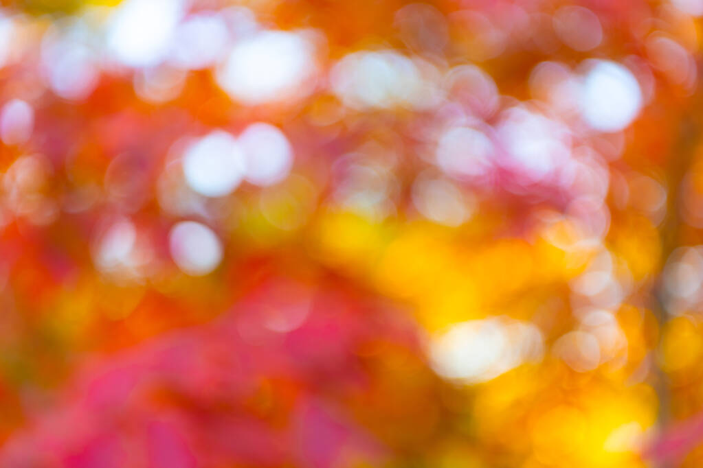 秋は自然を重視しない。紅葉の背景をぼかす。集中力のないカラフルな季節. - 写真・画像