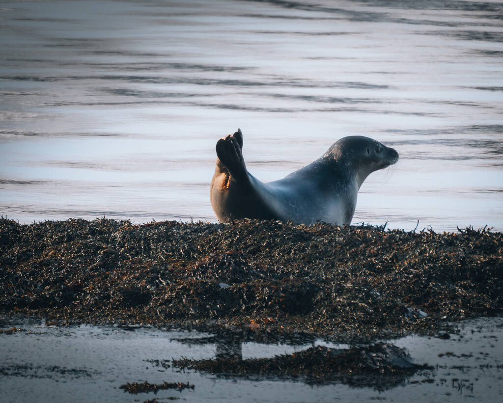 IJsland zeehonden in het water. Ontspan op het zeewier. Rotsen, dieren in de habitat van de natuur Langs de Noordzeekust - Foto, afbeelding