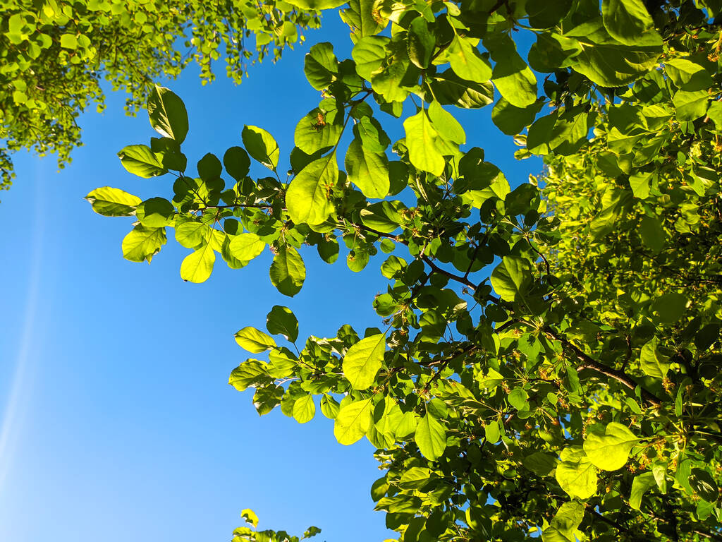 Mooie zomerse achtergrond. Berkenbladeren en blauwe lucht. Berkenblad - Foto, afbeelding