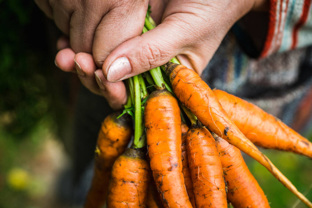 Mãos de fazendeiro com cenoura recém-colhida no campo da fazenda. Foco seletivo. Profundidade de campo rasa. - Foto, Imagem