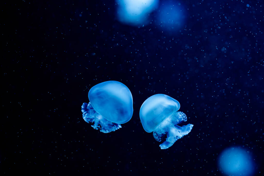 Bellissime meduse colorate incandescenti in macro primo piano nuotate nella piscina dell'acquario con sfondo blu. Mastigias papua particelle che scorrono - Foto, immagini