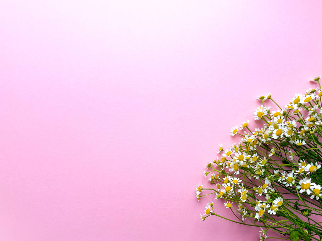 ピンクの背景にカモミールの花とボーダーバナー、トップビュー、コピースペース。夏、春のバナーの背景、居心地の良いフラットレイアウト。レイアウト、上のビュー。繊細な花のグリーティングカード。テキストのスペース - 写真・画像