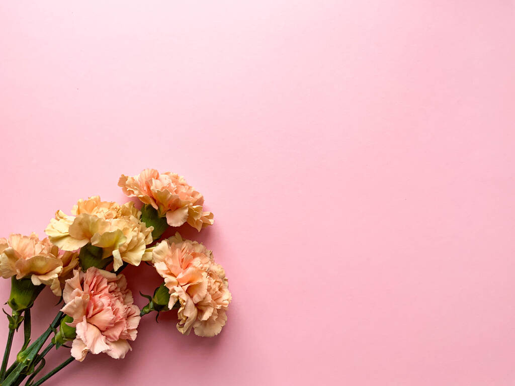 ピンクの背景にカーネーション付きのボーダーバナー、トップビュー、コピースペース。夏、春のWebバナーの背景、居心地の良いフラットレイアウト。レイアウト、上のビュー。繊細な花のポストカード。テキストの場所 - 写真・画像