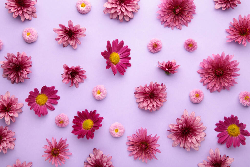 Fleurs roses sur fond violet. Composition des fleurs. - Photo, image