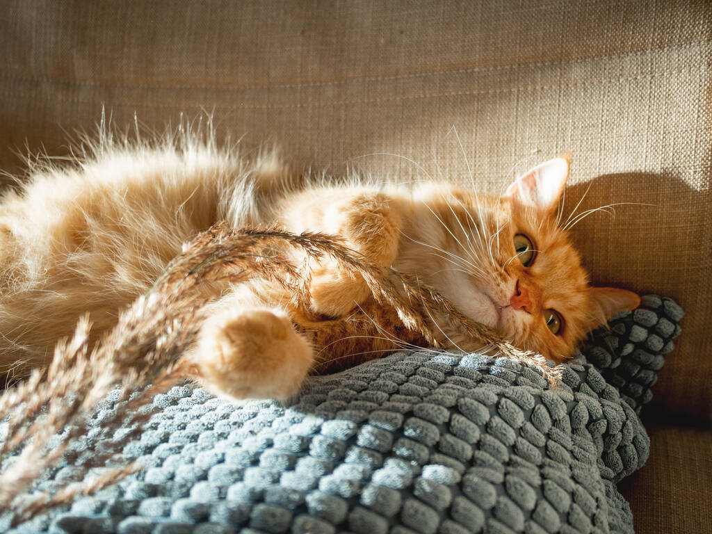 Niedliche Ingwerkatze auf Kissen liegend. Flauschiges Haustier spielt mit getrocknetem Gras. Gemütliches Zuhause mit Sonne erleuchtet. - Foto, Bild