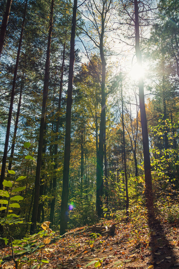Slunce svítí mezi kmeny stromů v podzimním lese. Nádherná čočka zářící ze slunce. Modrá obloha v pozadí. Dlouhé stíny ze stromů - Fotografie, Obrázek