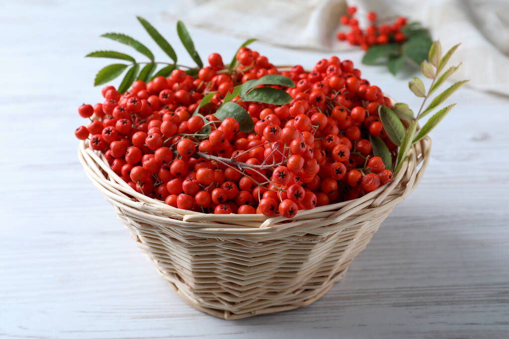 新鮮な熟したローワンの果実と葉は白い木製のテーブルの上にウィカーバスケットにあります - 写真・画像
