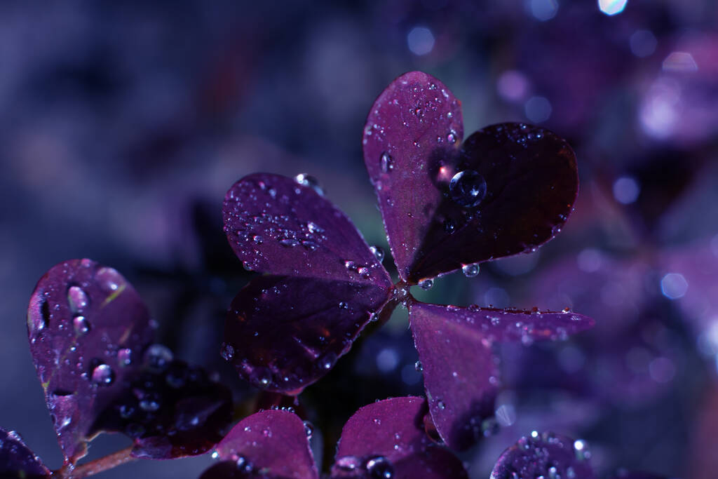 Fond en oxalis avec des feuilles en forme de coeur dans des tons violet foncé.. Filtre photo fond tonique. Gouttelettes de rosée luisant sur le soleil - Photo, image