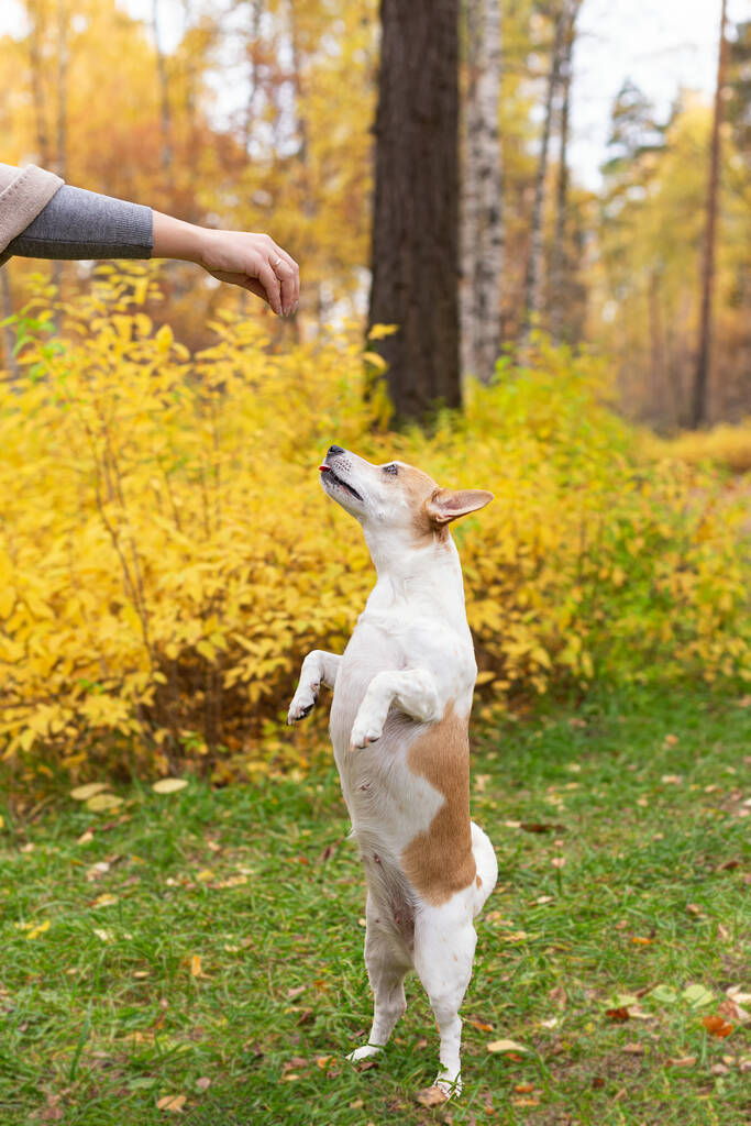 Jack Russell terrier vagyok. Gyönyörű kiskutya ősszel a természetben. - Fotó, kép