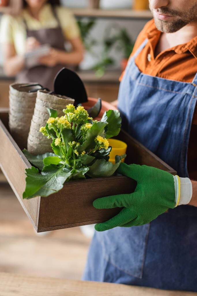 Vista cortada de florista segurando caixa com plantas e ferramentas de jardinagem na loja de flores  - Foto, Imagem