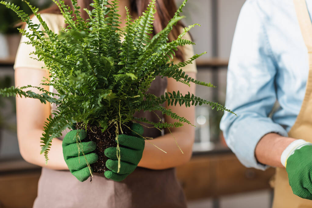 Обрізаний вид розмитого флориста, що тримає рослину з землею в квітковому магазині
  - Фото, зображення