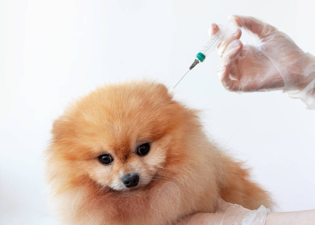 Una mano in un guanto medico tiene una siringa sopra la testa di un cagnolino, un primo piano di colore arancione pomerania. - Foto, immagini