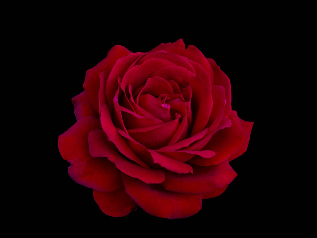 Ciemnoczerwona róża jest na czarnym tle - Zdjęcie, obraz