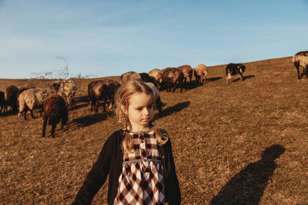 Nettes kleines Mädchen mit Zöpfen, das mit Schafen auf den Feldern spaziert - Foto, Bild