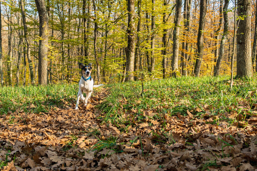 Um cão jovem numa floresta de Outono. Cão na grama verde com folhagem. troncos de árvore no fundo - Foto, Imagem