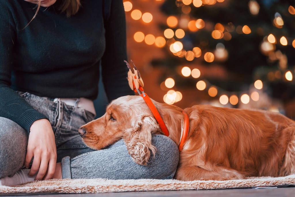 Ritratto di simpatico cane all'interno nella festosa stanza decorata di Natale con il suo proprietario femminile. - Foto, immagini
