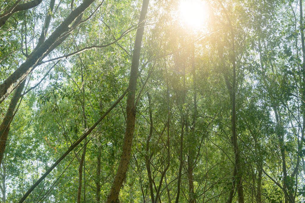 Sunlight shining through the branches of trees in the forest. Selective focus, fog view. - Photo, Image
