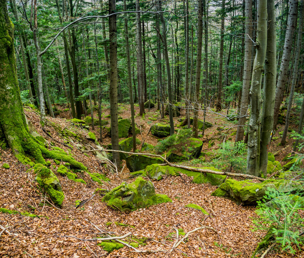un paisaje de bosque en las montañas de los Cárpatos de Ucrania, parque nacional Skolivski beskidy, región de Lviv del oeste de Ucrania - Foto, Imagen