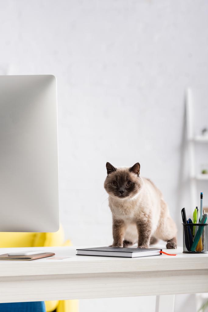 pelzige Katze blickt auf Kamera auf Schreibtisch in der Nähe von Computermonitor, Notizbüchern und Schreibwaren - Foto, Bild