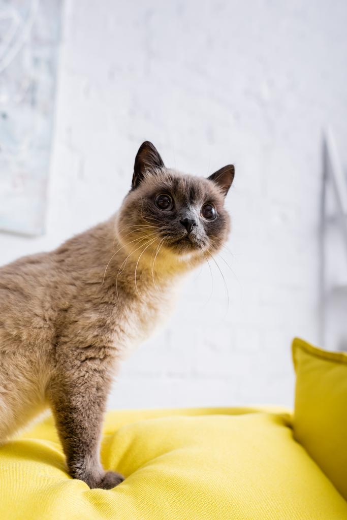 chlupatá kočka odvrací pohled na pohovku s měkkými polštáři - Fotografie, Obrázek