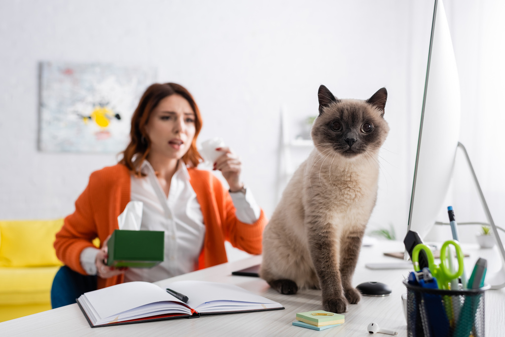 作業机の上に座っている猫の選択的焦点紙ナプキンを持つぼやけたアレルギーの女性 - 写真・画像