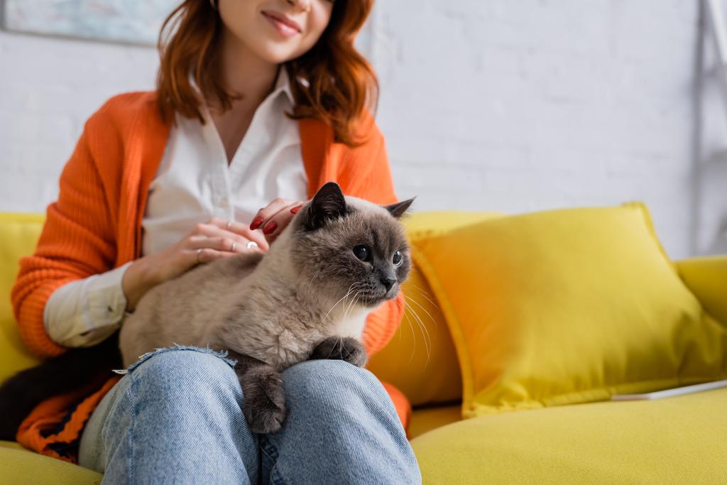 黄色いソファの上に猫と座っている女性の - 写真・画像
