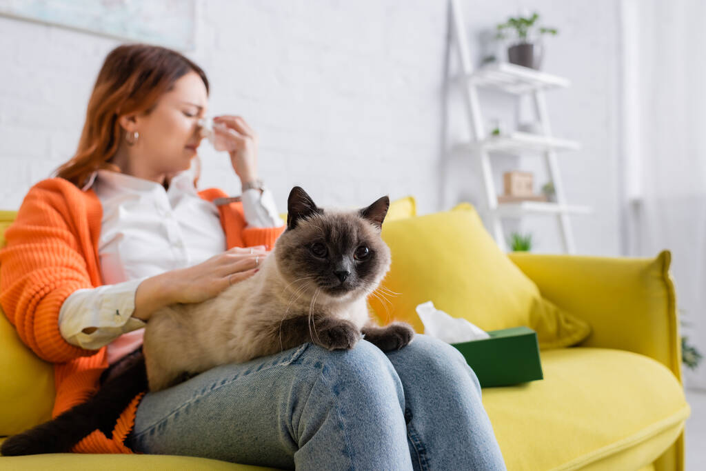 niewyraźne uczulenie kobieta kichanie w papierowej serwetce podczas siedzenia na kanapie z kotem - Zdjęcie, obraz