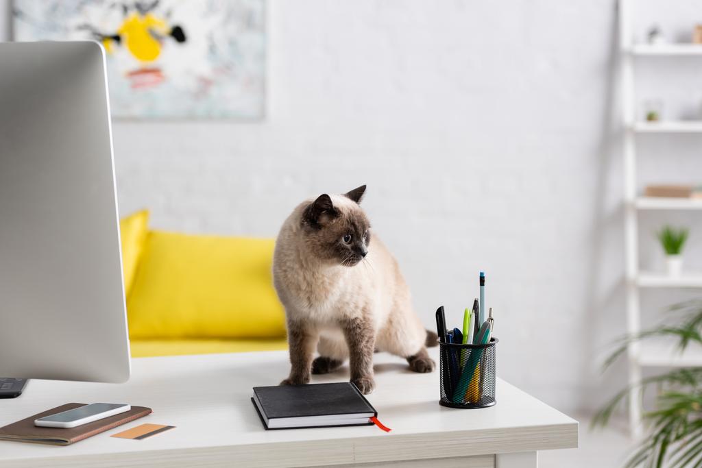 háztartási macska az asztalon számítógép monitor, okostelefon, notebook és hitelkártya közelében - Fotó, kép