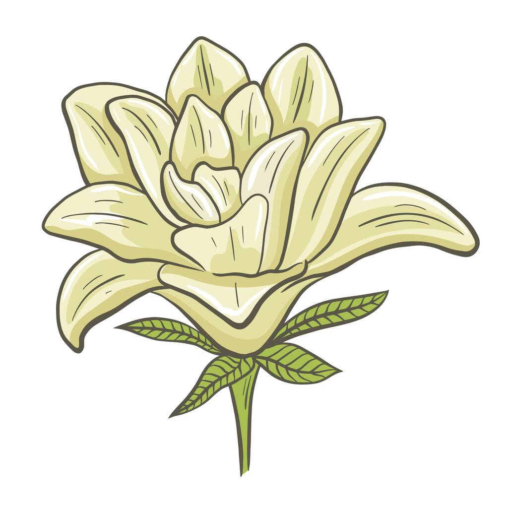 Delicate creamy lily drawn isolated object. Garden single flower, vector illustration. Blooming plant, decoration. - Vector, Image