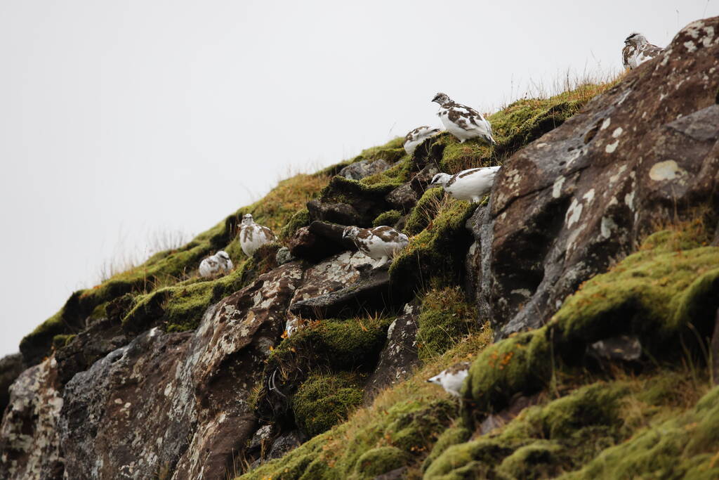 Uma rocha ptarmigan (Lagopus muta) em plumagem de inverno branco, Islândia - Foto, Imagem