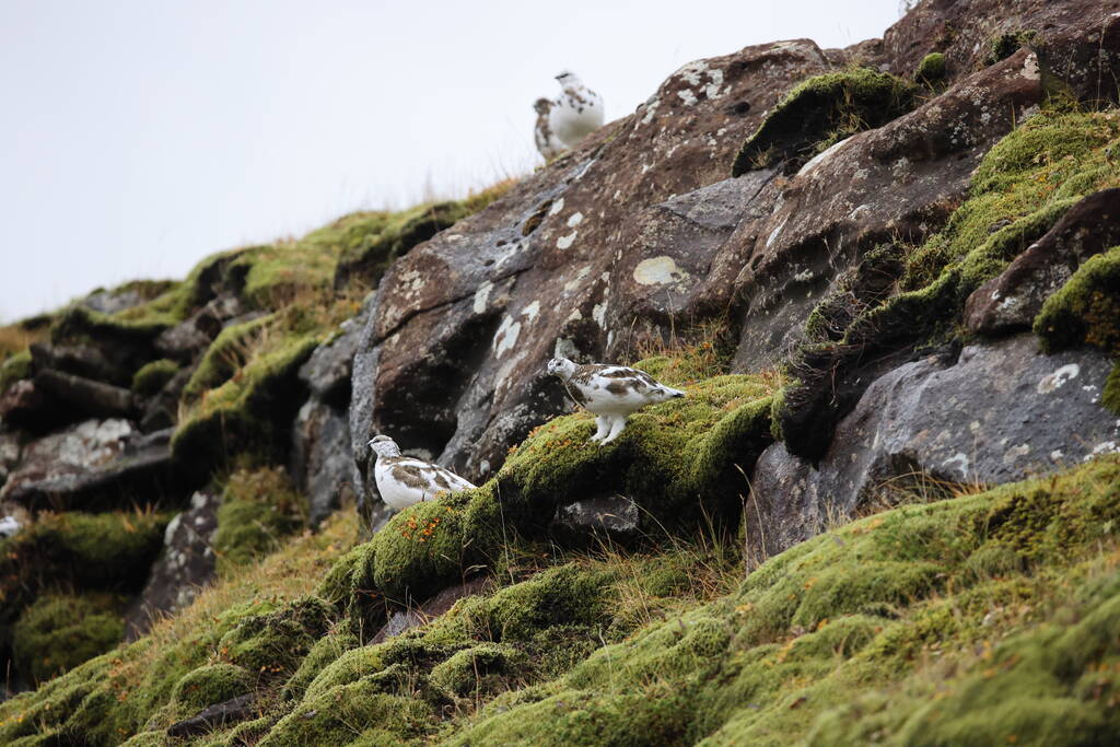 Skalní ptarmigan (Lagopus muta) v bílém zimním peří, Island - Fotografie, Obrázek