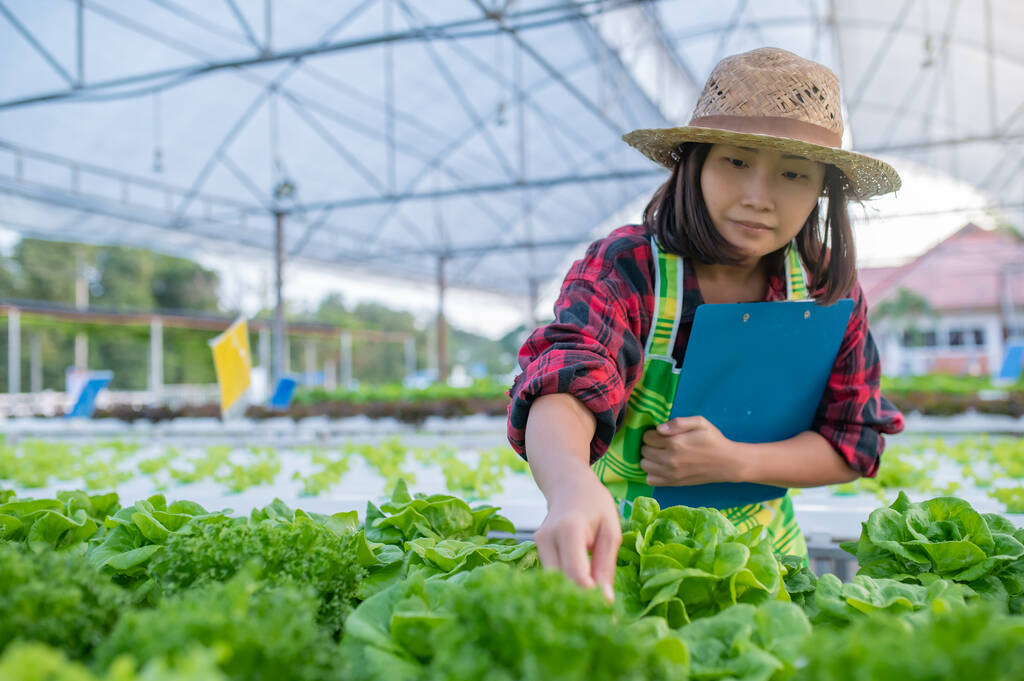 Mujer agricultora asiática trabajando en la granja de ensaladas, plantando vegetales hidropónicos orgánicos para pequeñas empresas - Foto, Imagen