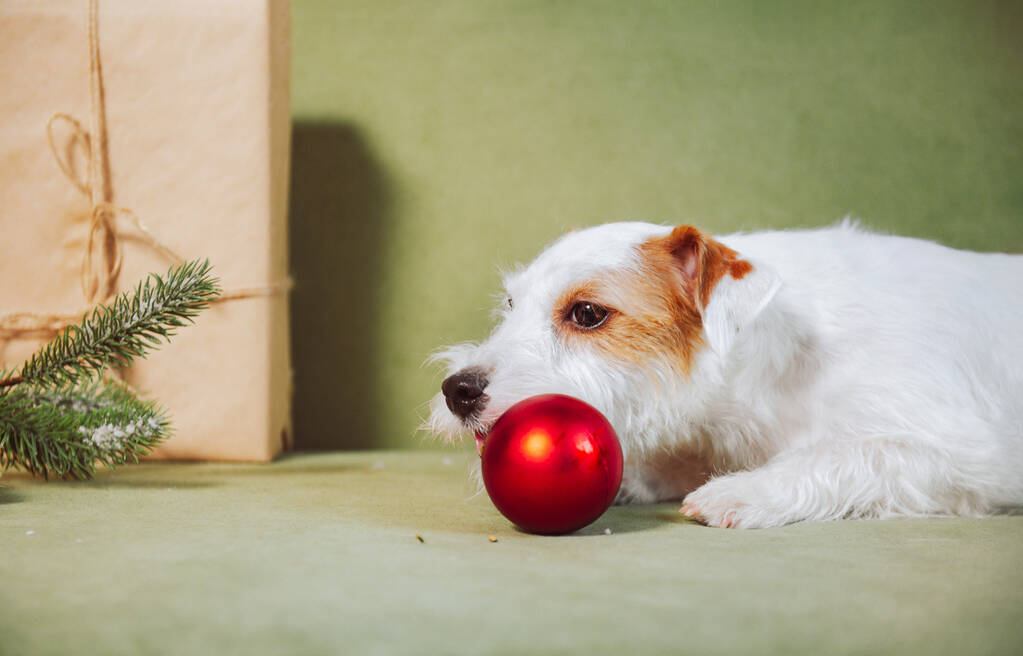 Jack Russell Terrier piros bouble, jelen és karácsonyfa ág zöld kanapén minimalista háttér ünnepek játékos - Fotó, kép