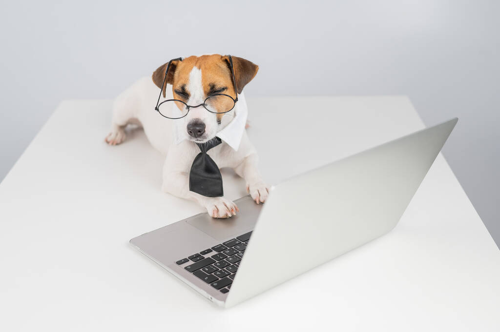 Jack russell terrier hond in bril en stropdas werkt op laptop op witte achtergrond. - Foto, afbeelding