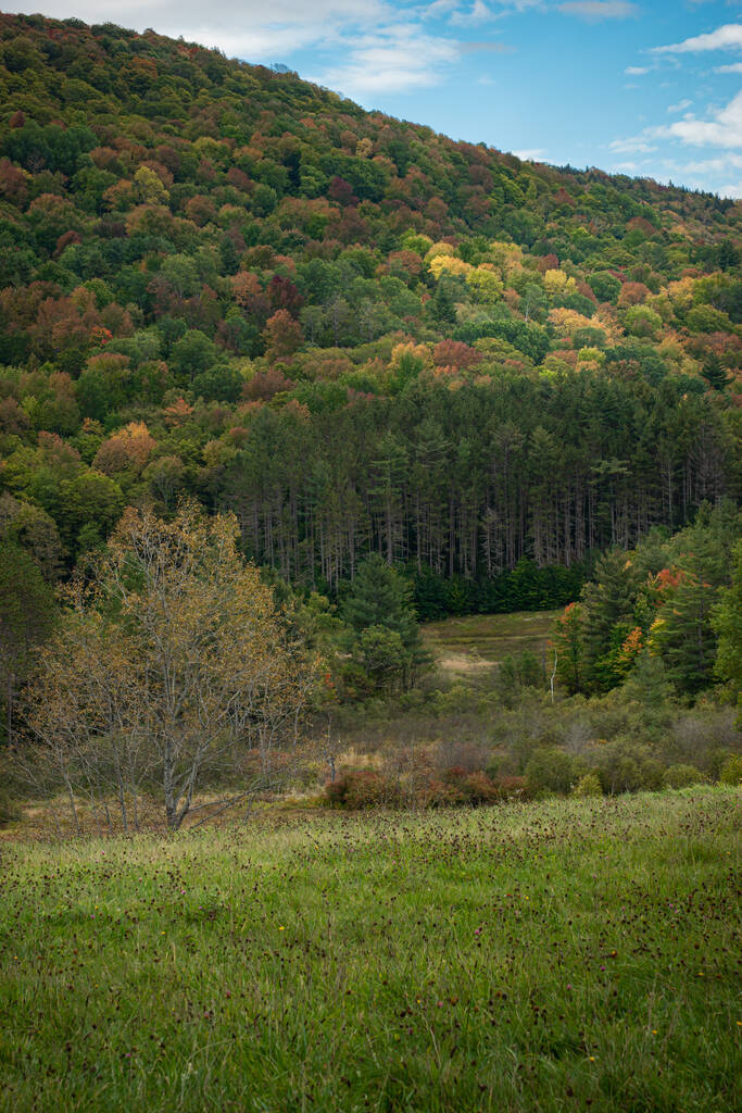 Un colpo verticale di un campo lussureggiante in campagna con colline coperte da alberi sotto un cielo luminoso - Foto, immagini